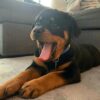 fluffy rottweiler puppies