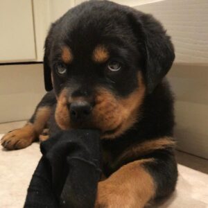 mini rottweiler