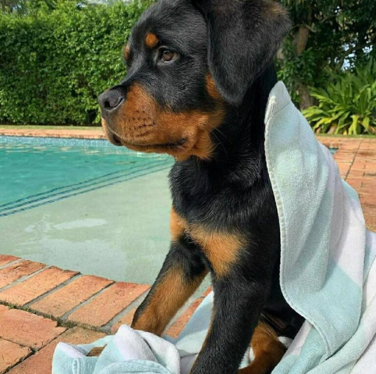 rottweiler rescue