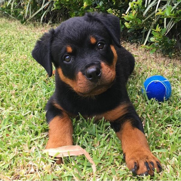 how much is a rottweiler