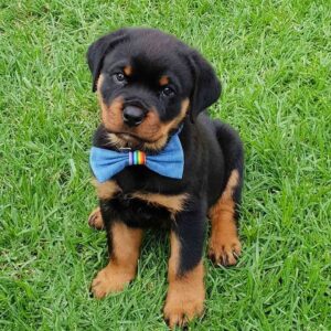 rottweiler good with kids