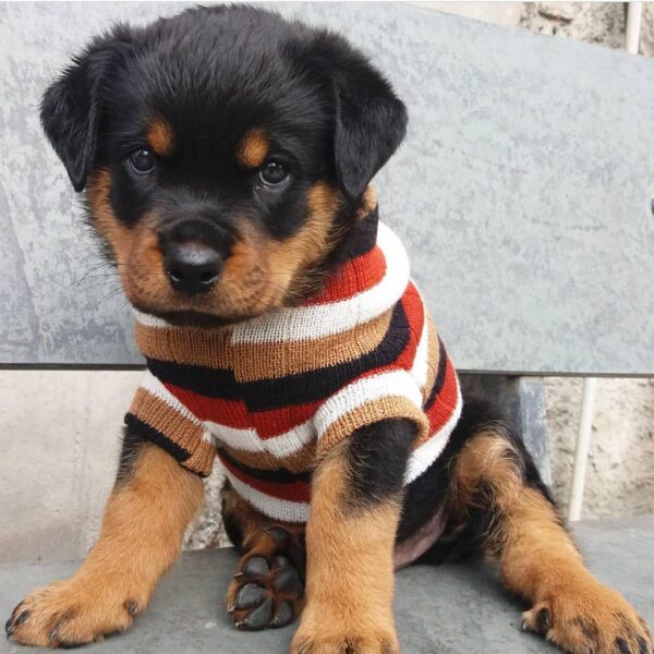 rottweiler puppies for sale near me