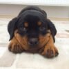 rottweiler puppies for adoption
