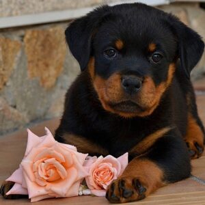 baby rottweiler