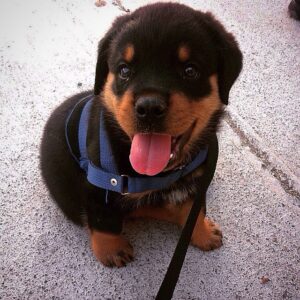 long haired rottweilers