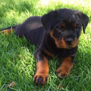 rottweiler puppy price