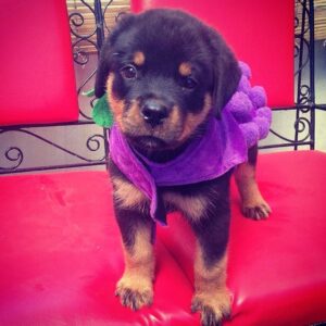 rottweiler for adoption