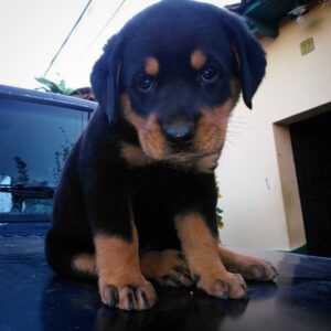 rottweiler tail