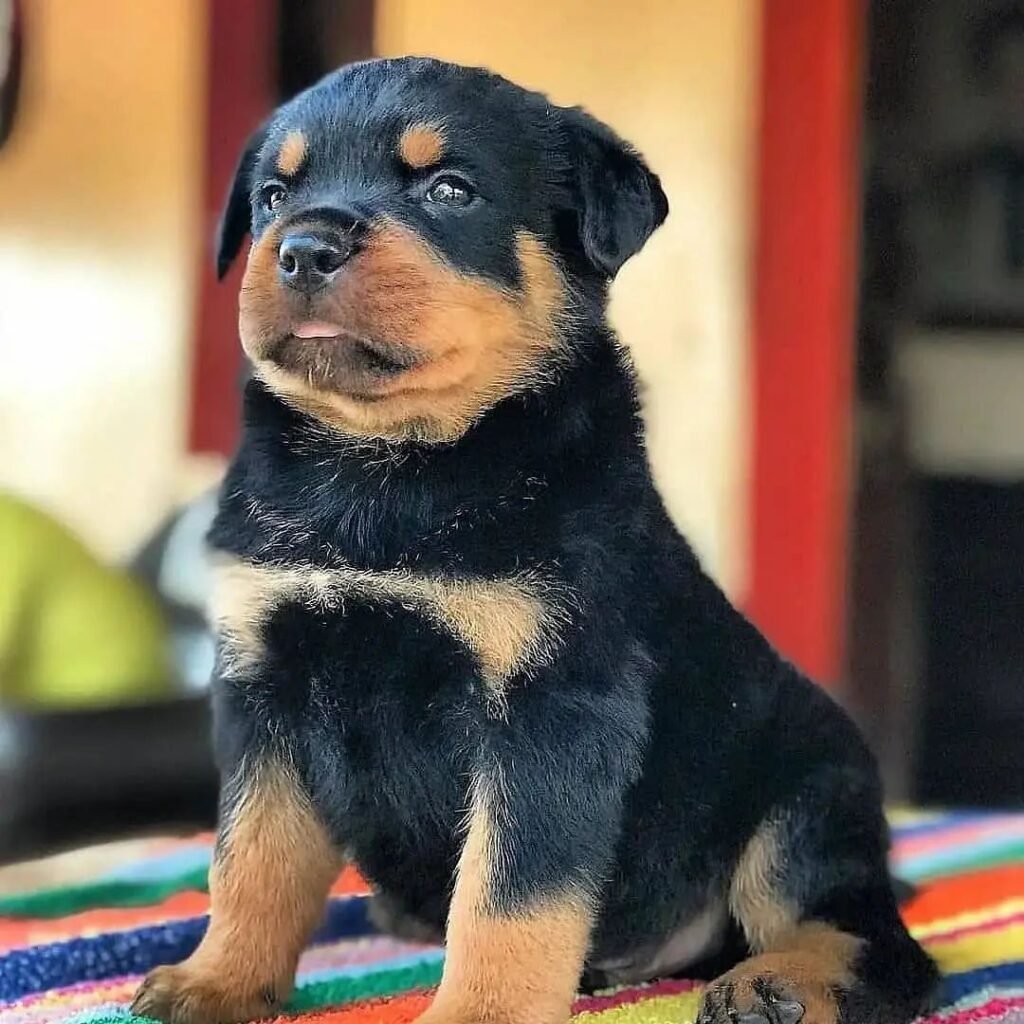 Telma