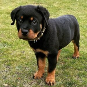 fluffy rottweiler