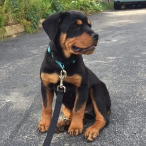 rott puppies