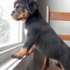 rottweiler puppies for sale $150