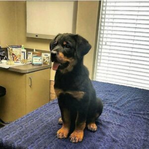 rottweiler puppies for sale near me craigslist