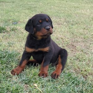 rottweiler dog price