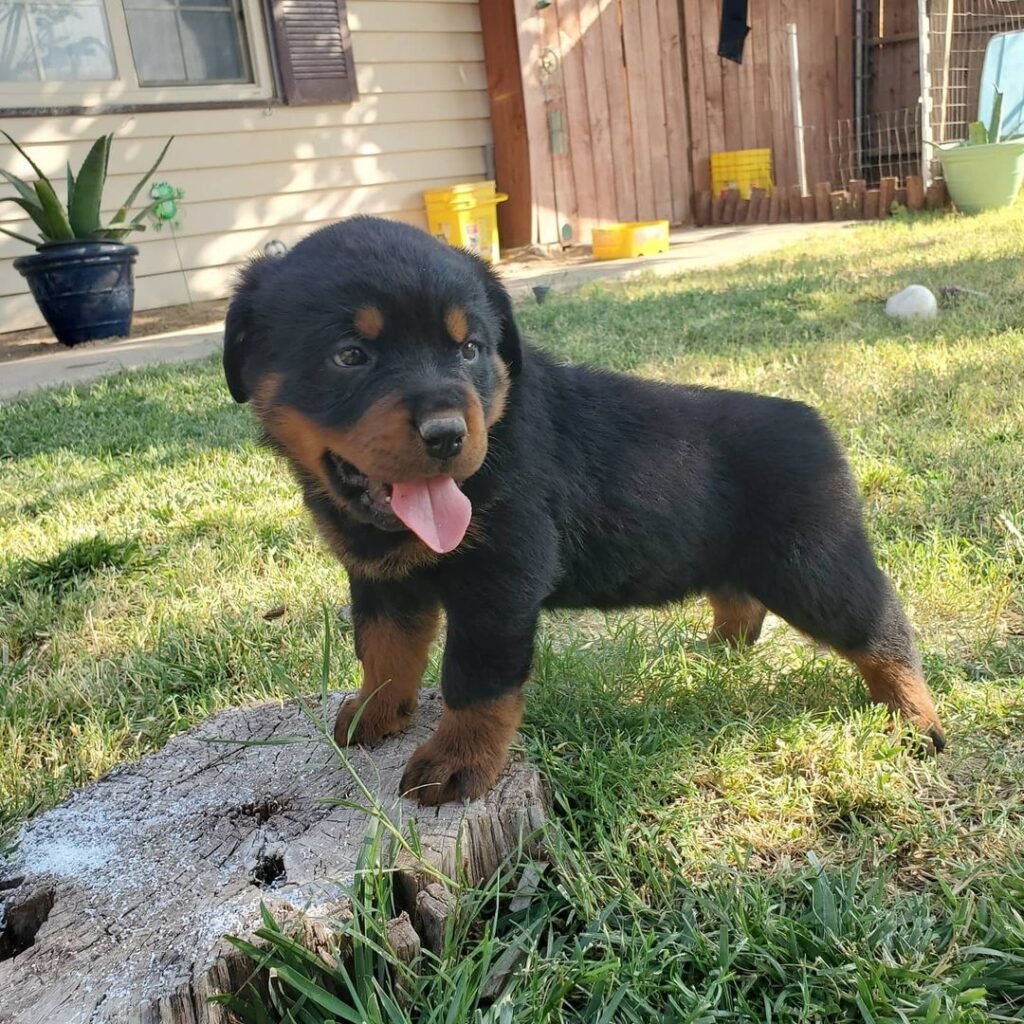 Max