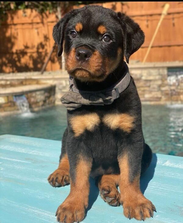 rottie for sale