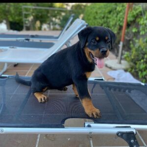 all black rottweiler