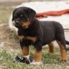 do rottweilers shed
