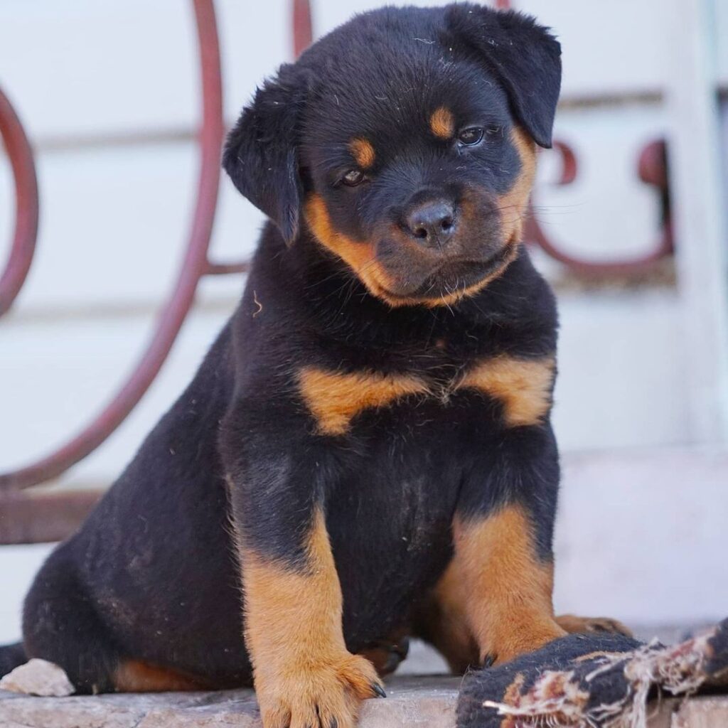 Rottweiler Puppies for sale $150 | Rottweilers for sale near me