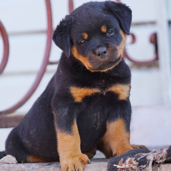 rottweiler puppies for sale near me under $500 dollars
