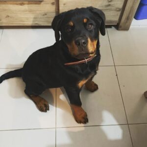 rottweiler breeders near me