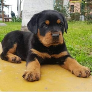 how much are rottweiler puppies