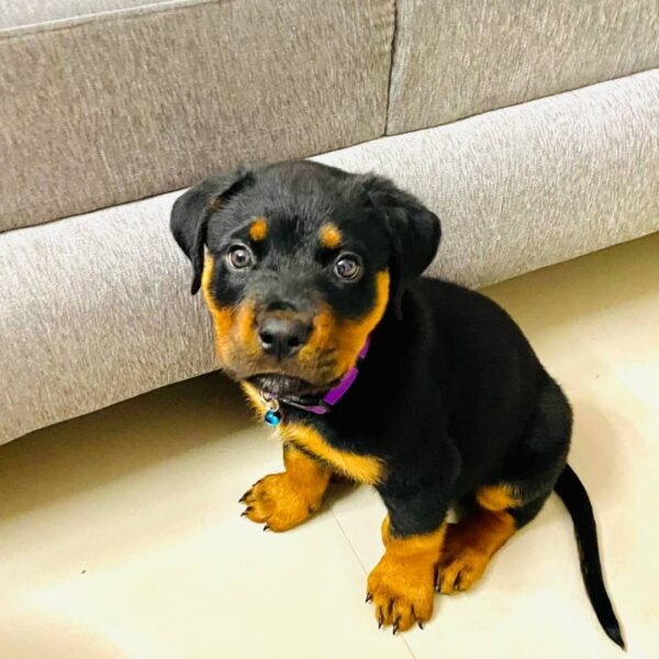 rottweiler dogs for sale