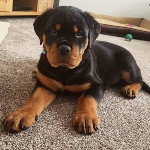 teacup rottweiler