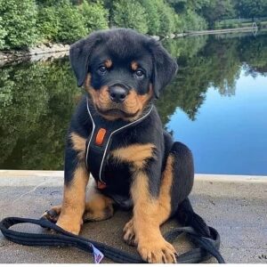 king rottweiler