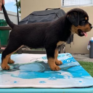 rottweiler lifespan