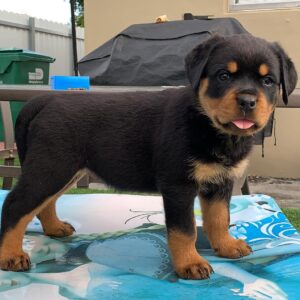 puppy rottweiler