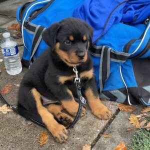 rottweiler puppies ohio