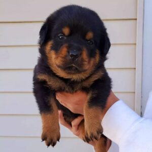 Rottweiler puppy pictures
