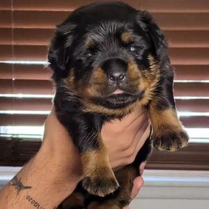 male rottweiler puppy