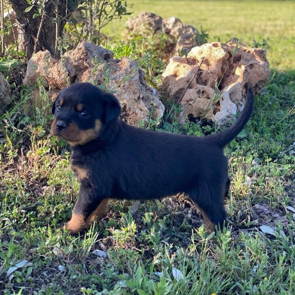 Harper