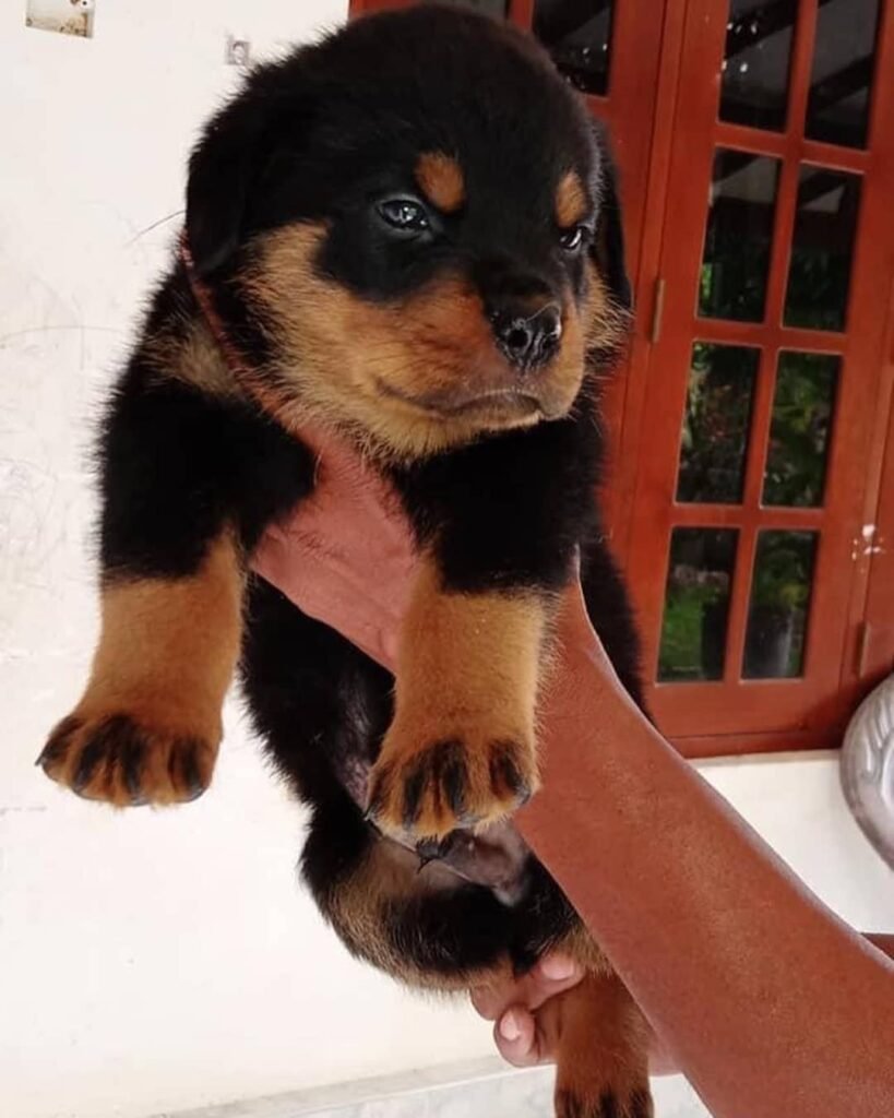 Heidi