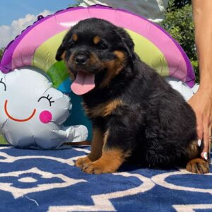 Rottie for sale near me