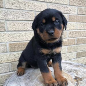 Golden rottweiler puppy