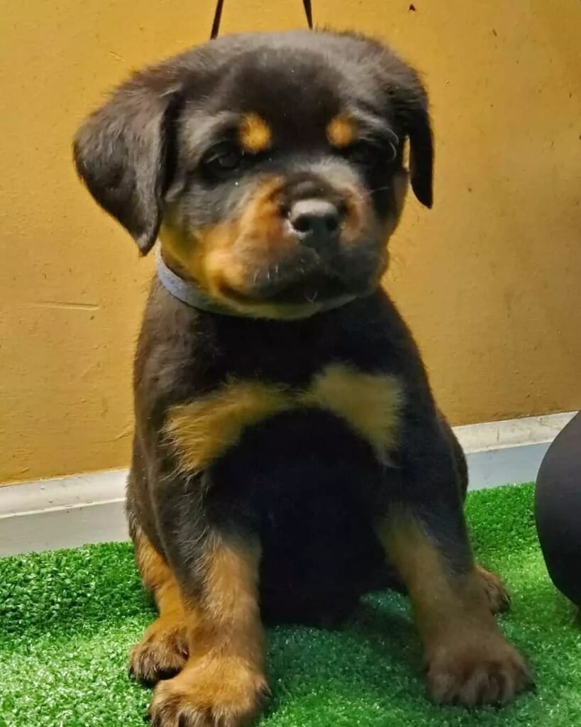 Titus