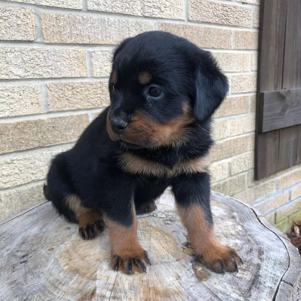 Marley