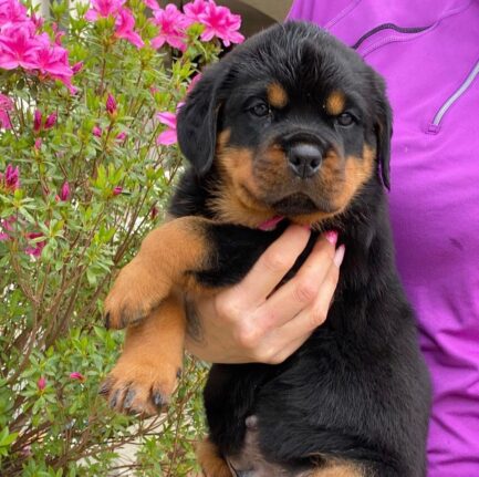 Rottweiler doberman mix puppy