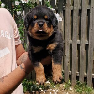 Big rottweiler dog