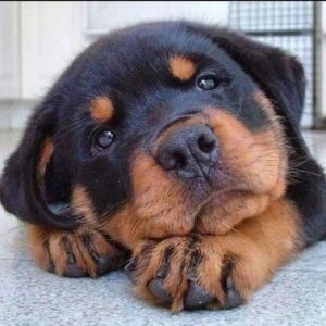 rottweiler puppies for sale in pa under $500