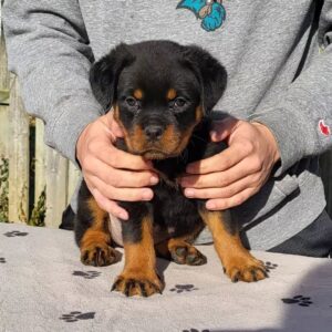 breeders of rottweilers