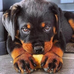 rottie breeders near me