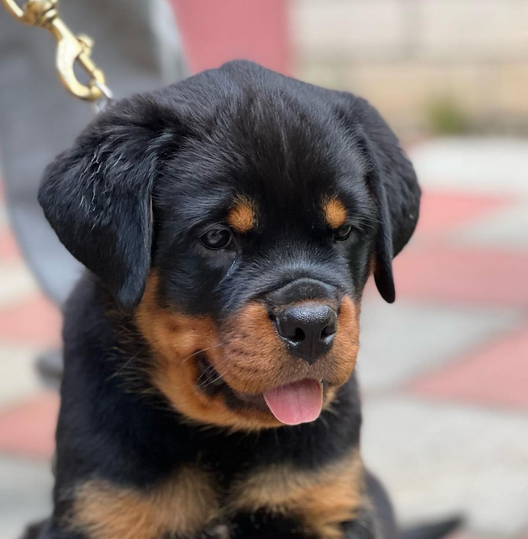 Female Rottweiler Puppies