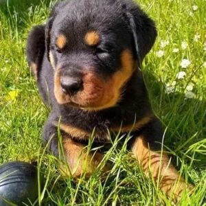 german rottweiler for sale