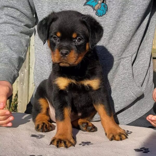 rotweiler puppies for sale near me