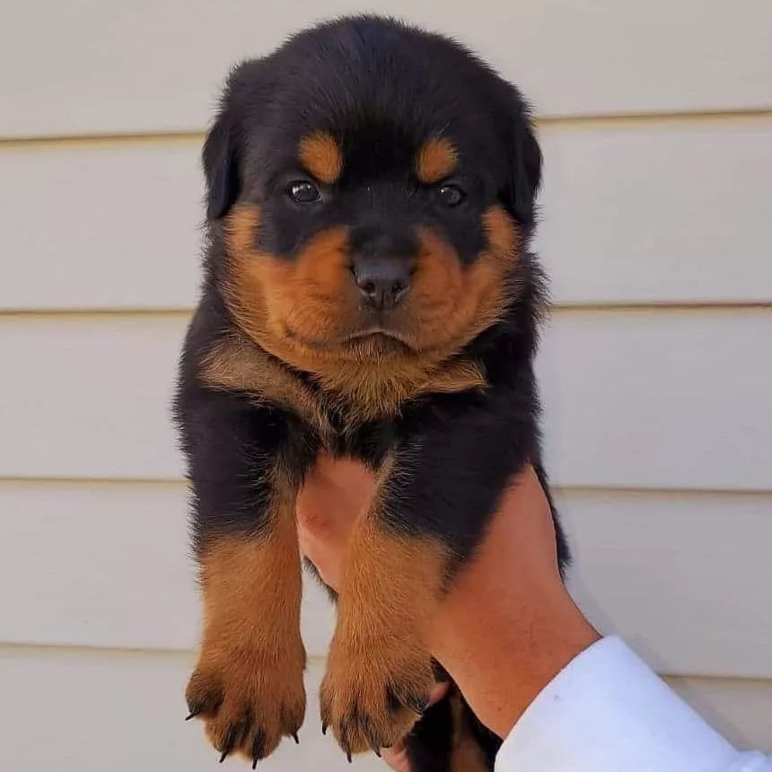 rottweilers puppies for sale near me