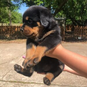 rottweiler puppy for sale